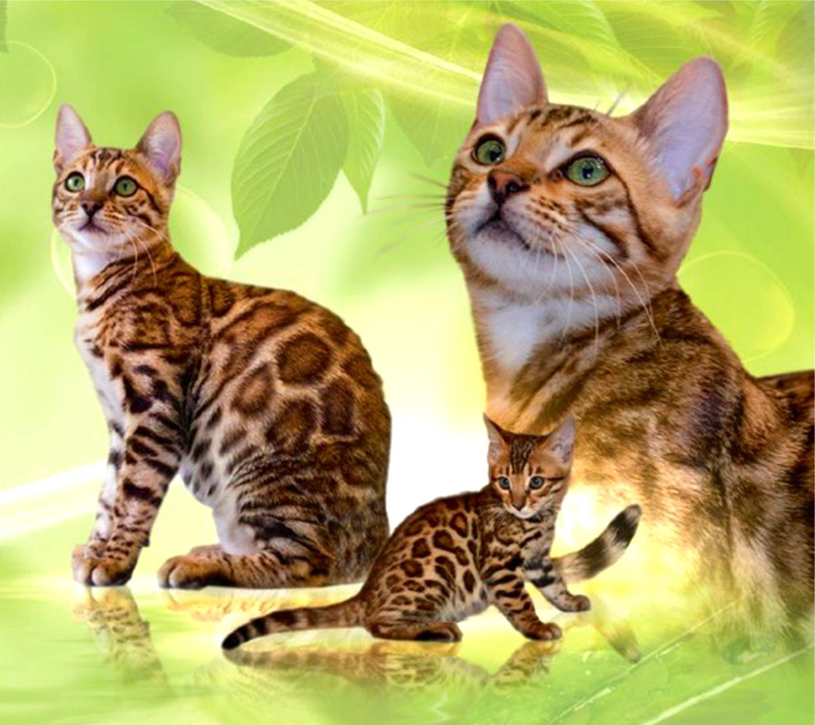 Бенгальская порода характер. Бенгальская кошка. Кошки бенгальской породы. Бенгальская кошка породы кошек. Бенгал происхождение породы.