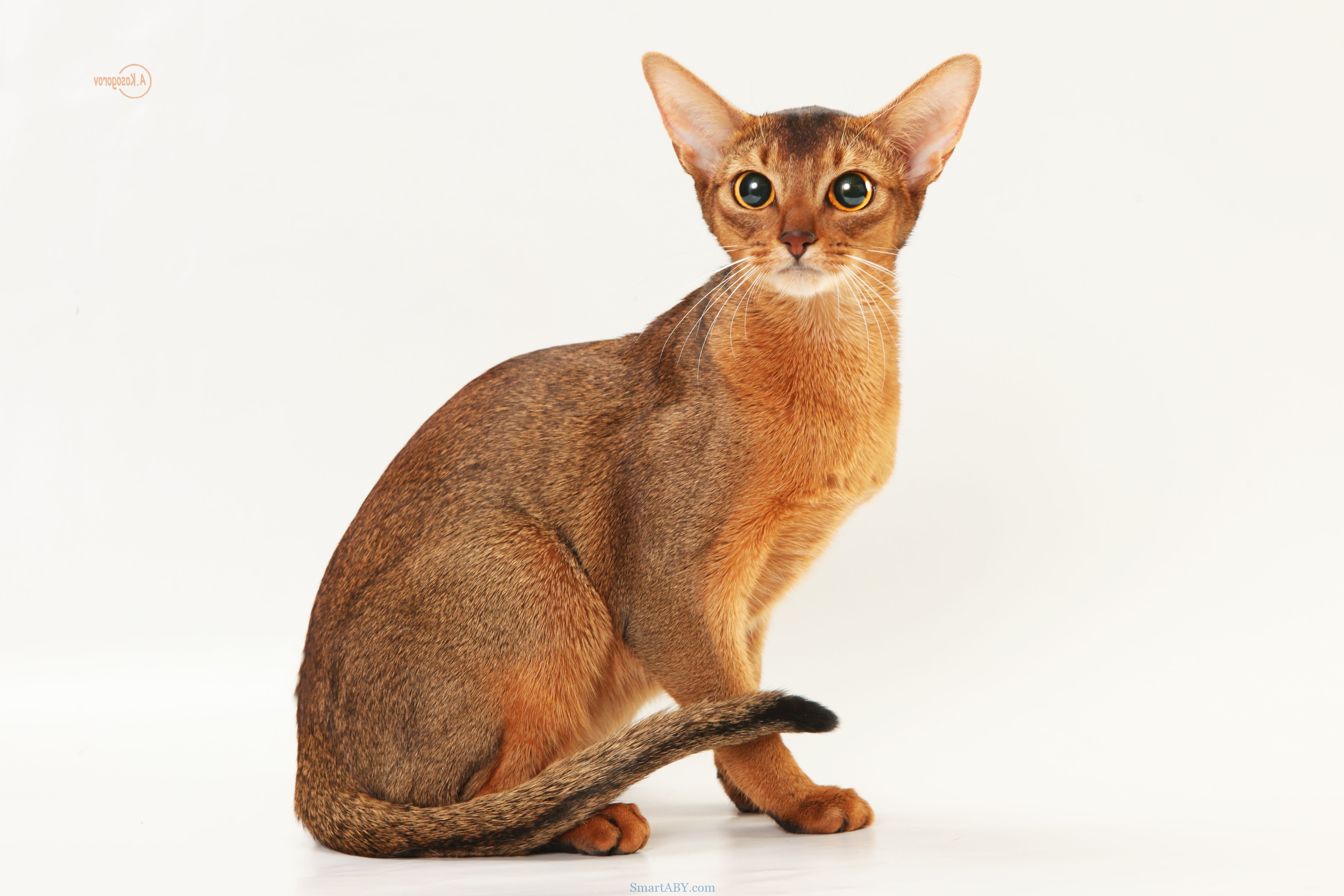 Рассмотрите фотографию кошки породы абиссинская. Абиссинская кошка. Кот породы абиссинец. Абиссинская кошка стандарт. Эфиопский абиссинец.