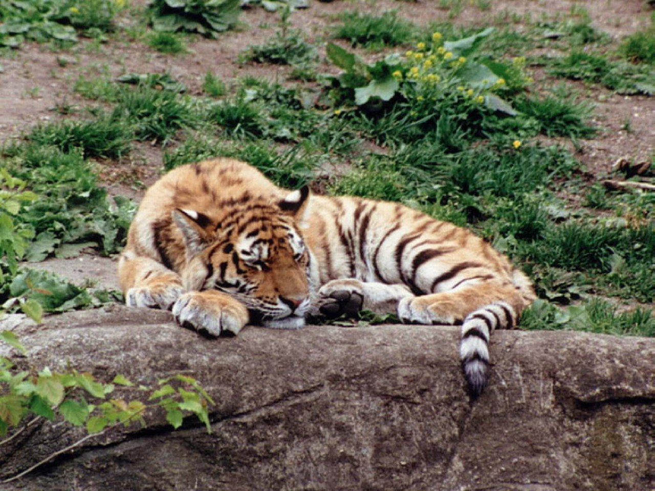 Тигр лень. Спящий тигр. Тигренок лежит.