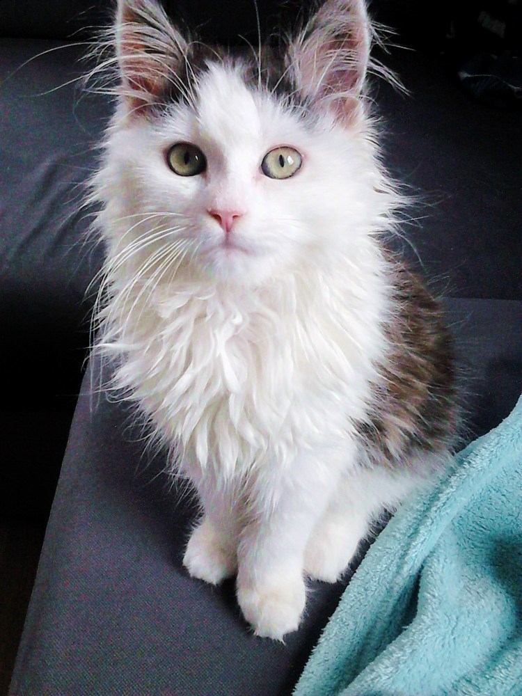 Черно белый кот