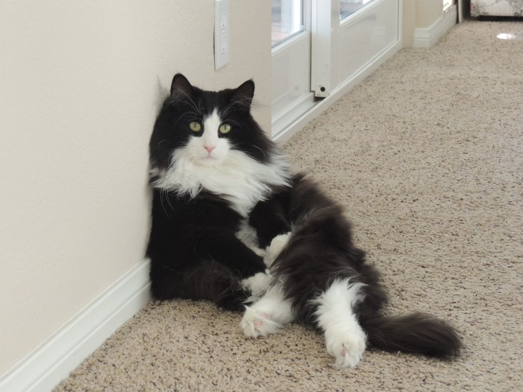 Норвежская Лесная кошка черная