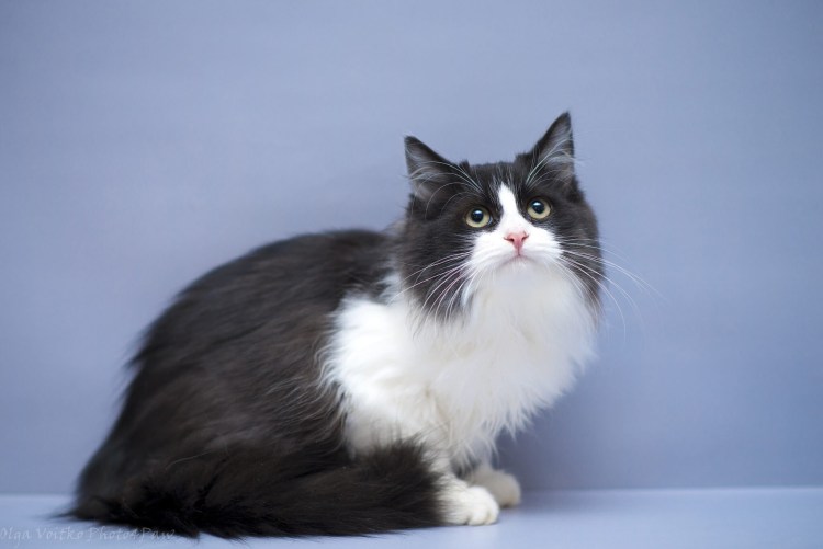 Сибирская длинношерстная кошка черная