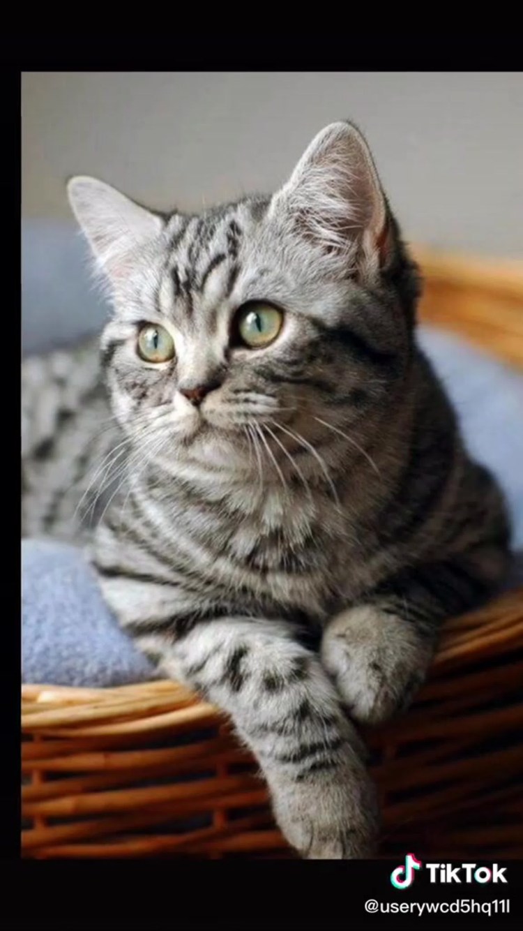 Скоттиш страйт голубой мрамор