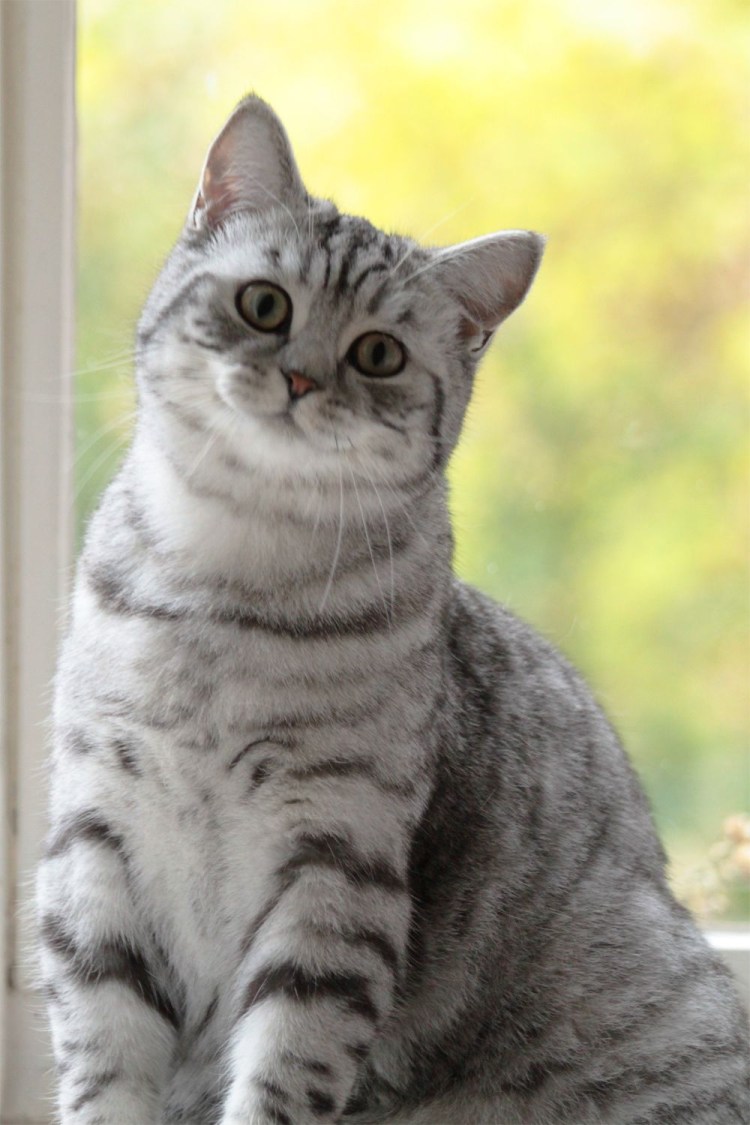 Британский кот дымчатый полосатый
