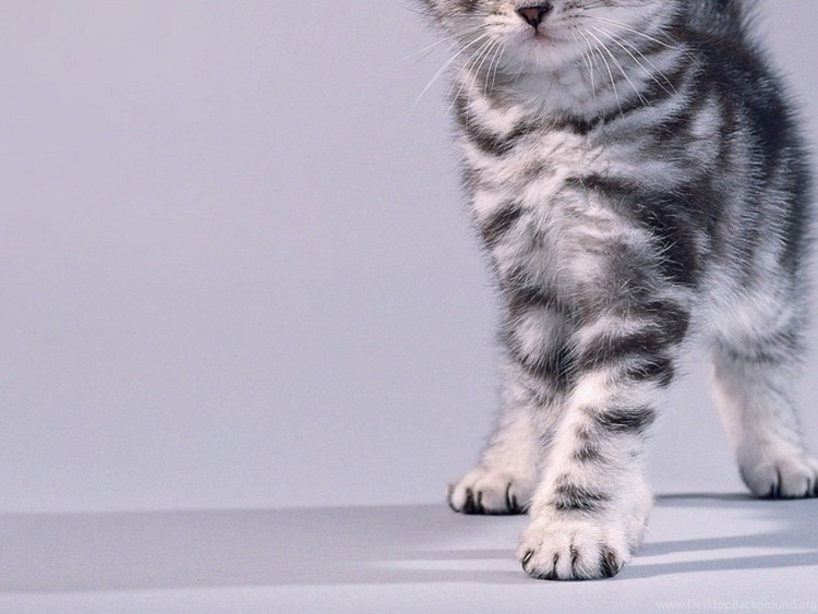 Окрас табби пепельный макрель