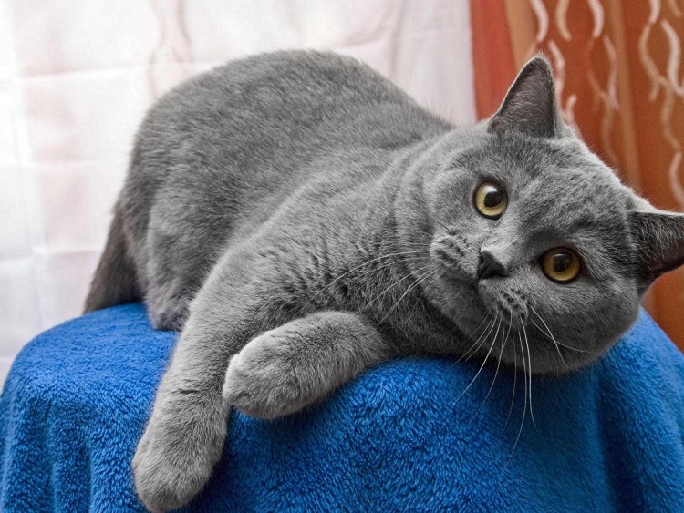Британец кошка