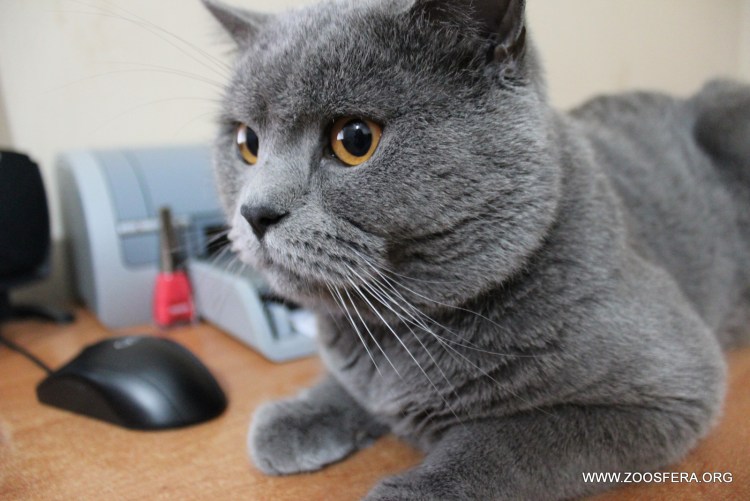 Британская остроухая кошка