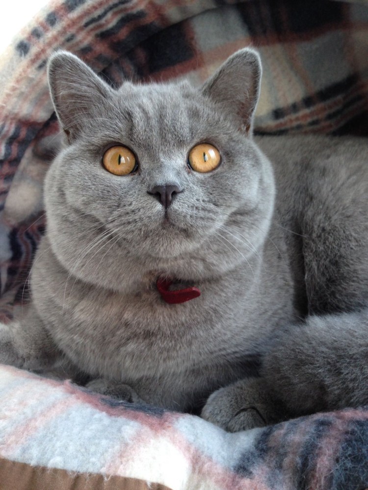 Британец кошка