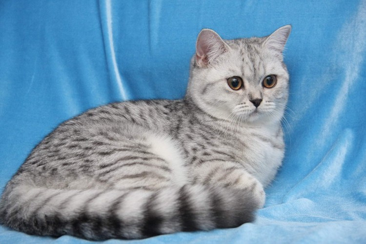 Британская короткошёрстная кошка
