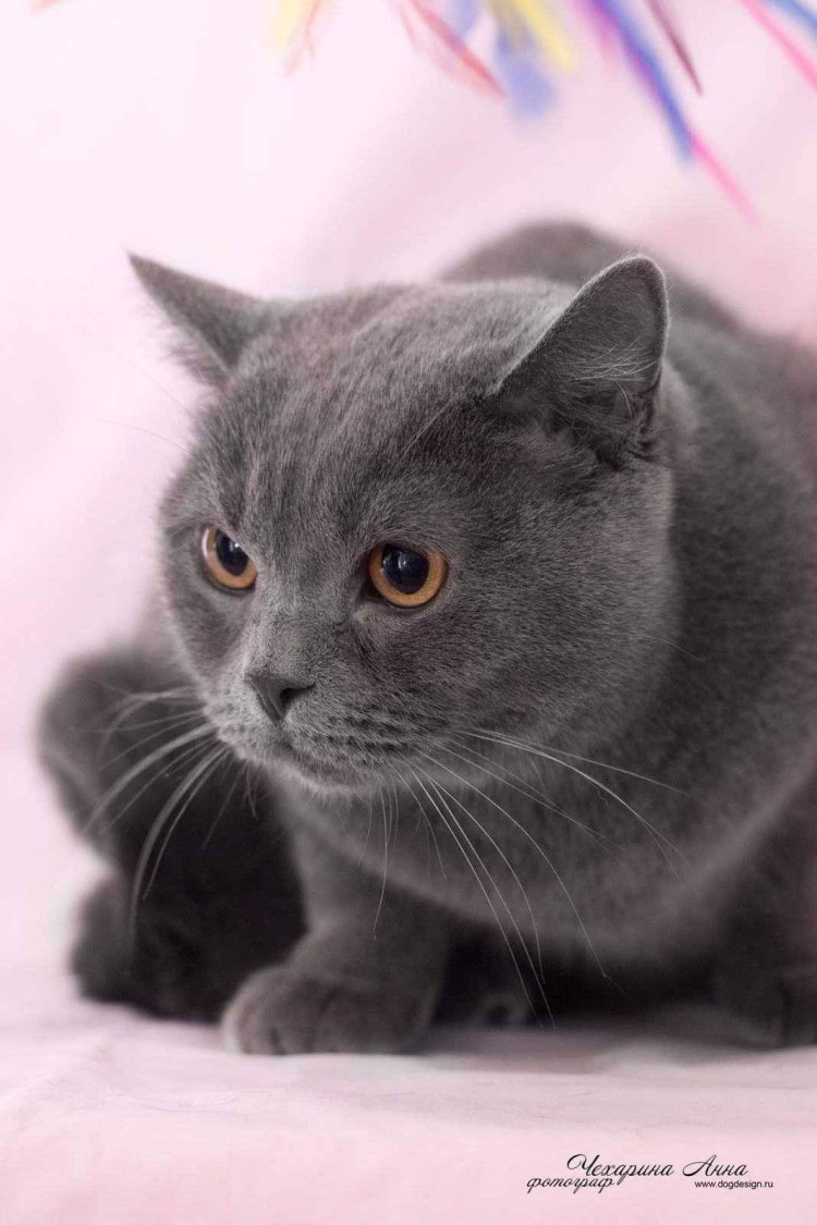 Надменность кошка