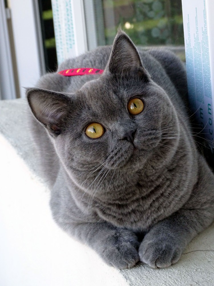 Британская короткошёрстная кошка