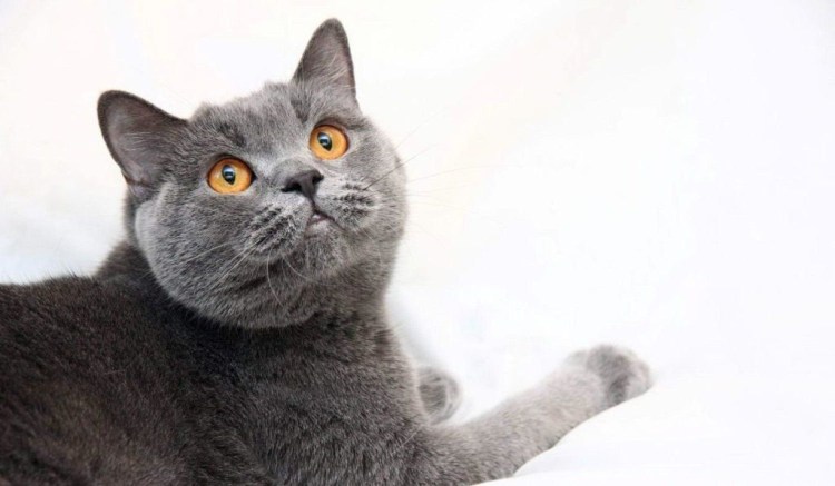 British Shorthair кошка
