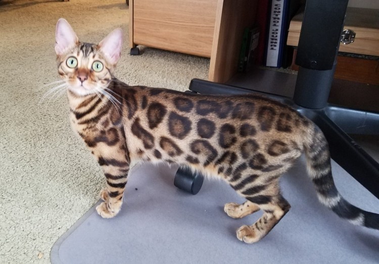 Угольный Браун бенгал