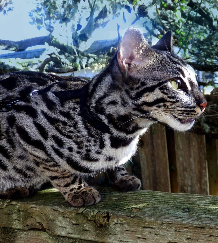 Бенгальская кошка меланистик