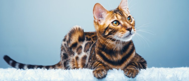 Бенгальская кошка пепельная