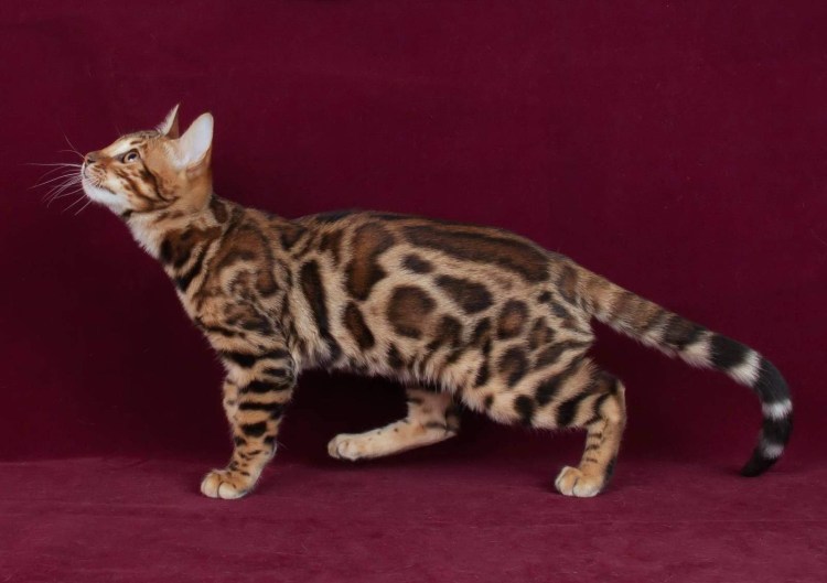 Бенгал угольный окрас Бенгальская кошка
