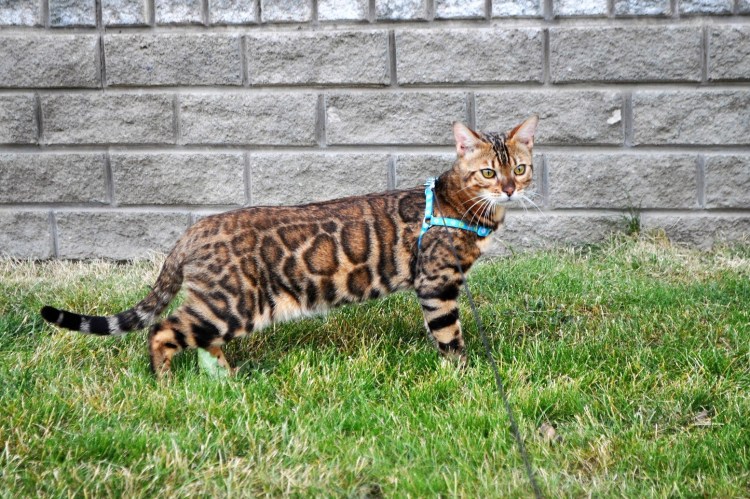 Бенгальская кошка бенгал серый