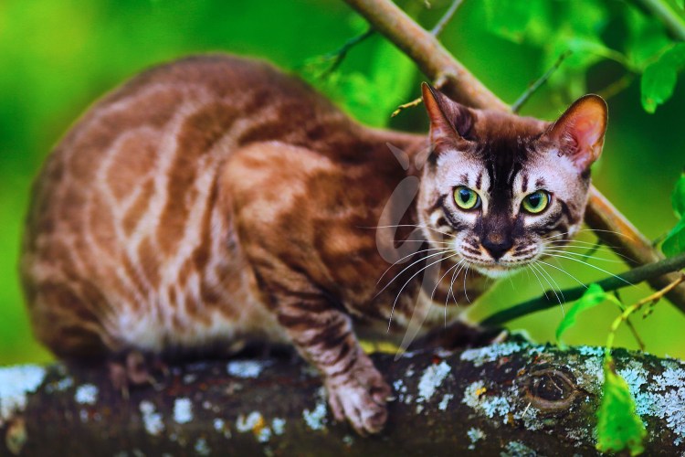 Бенгальская кошка Браун