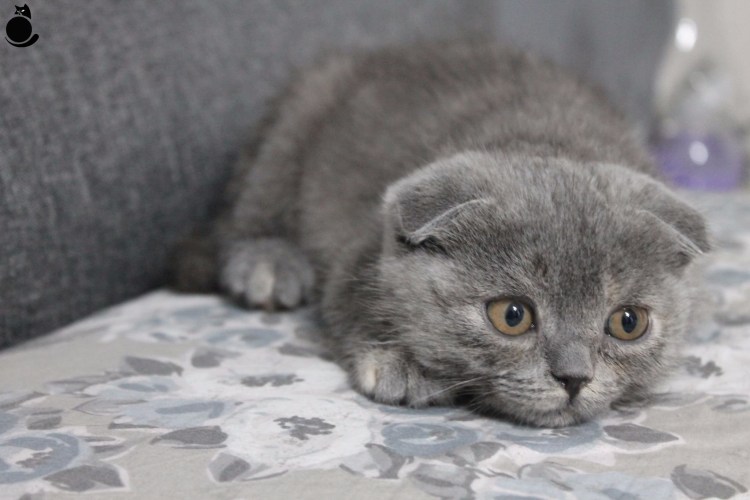 Шотландская вислоухая кошка котенок