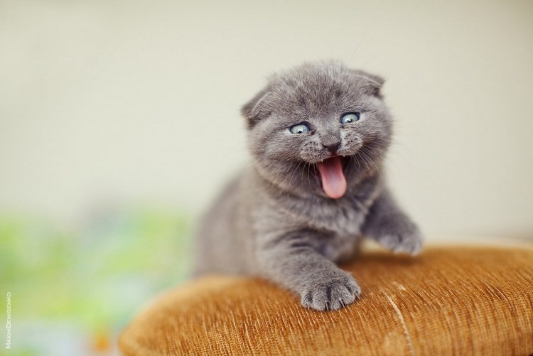 Шотландские вислоухие коты