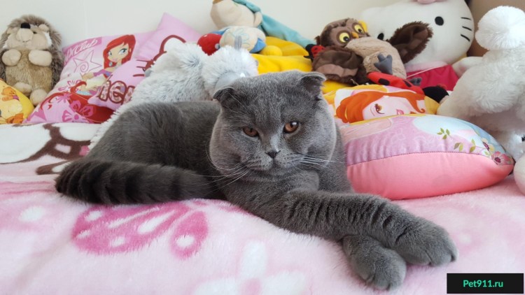 Мраморные котята шотландцы вислоухие