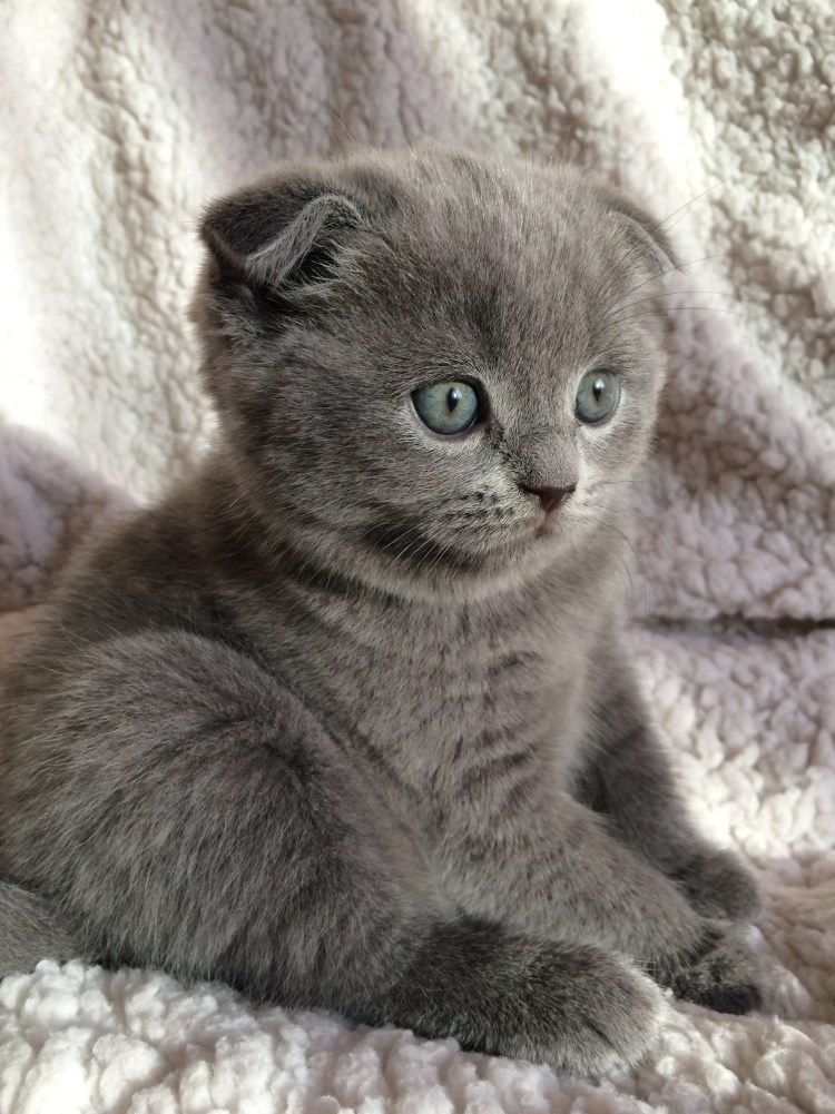 Британские вислоухие котята