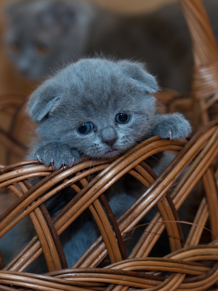 Пушистые вислоухие Шотландские котята