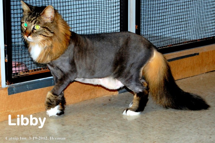 Стрижка когтей у кошек