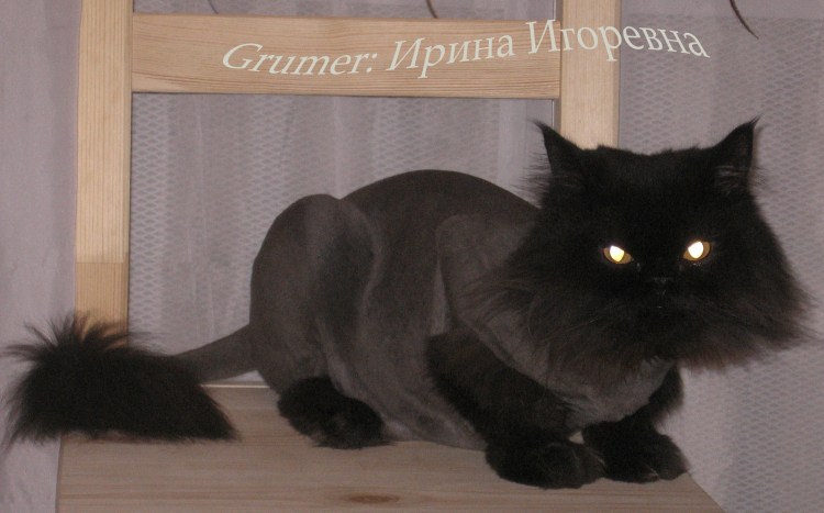 Стрижки черных котов длинношерстных