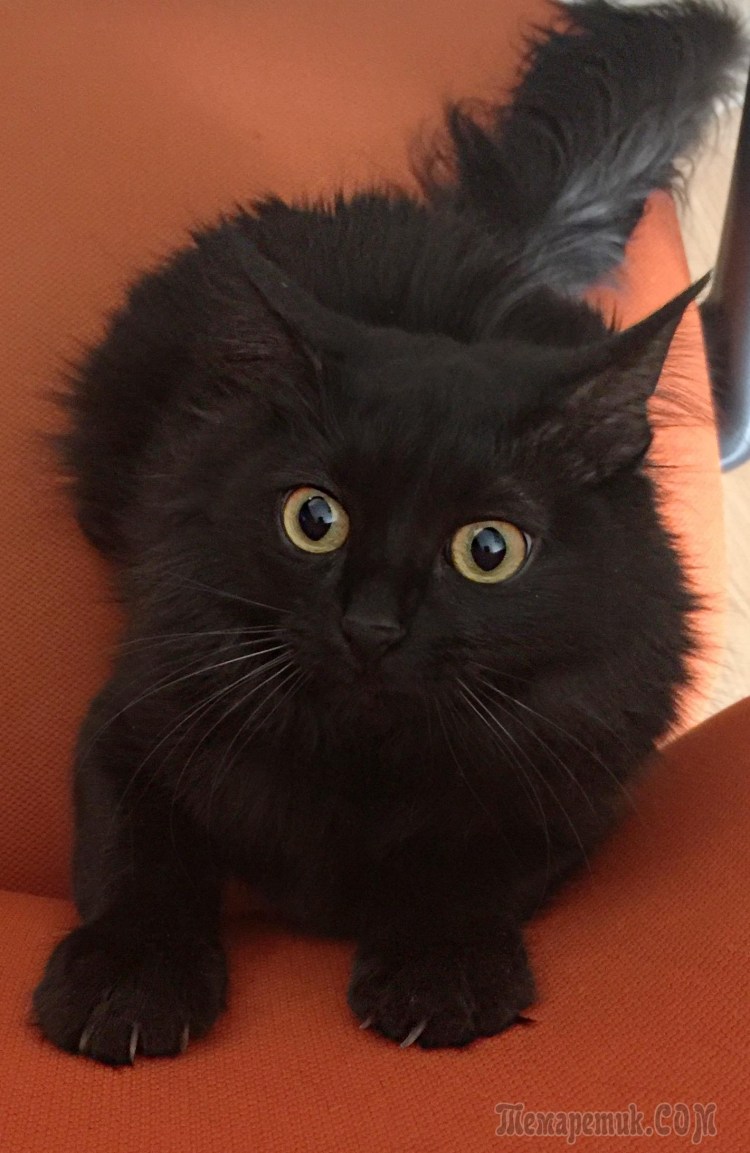 Стриженые Сибирские кошки