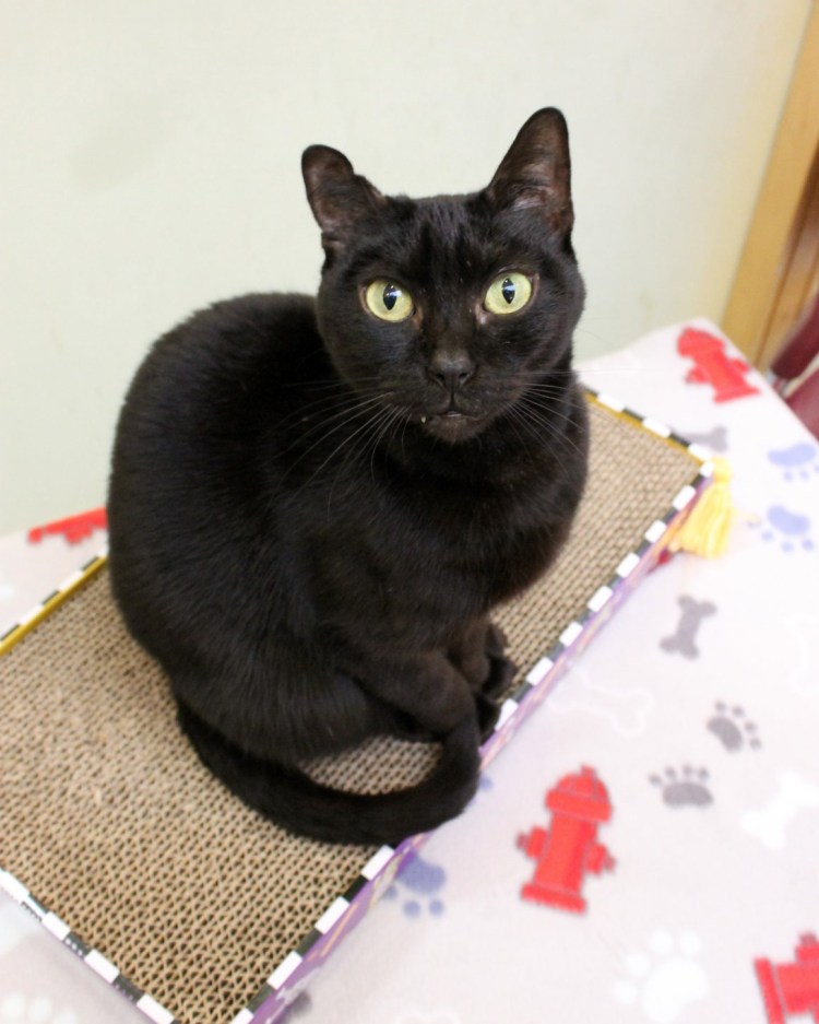 Черно белая кошка со стрижкой