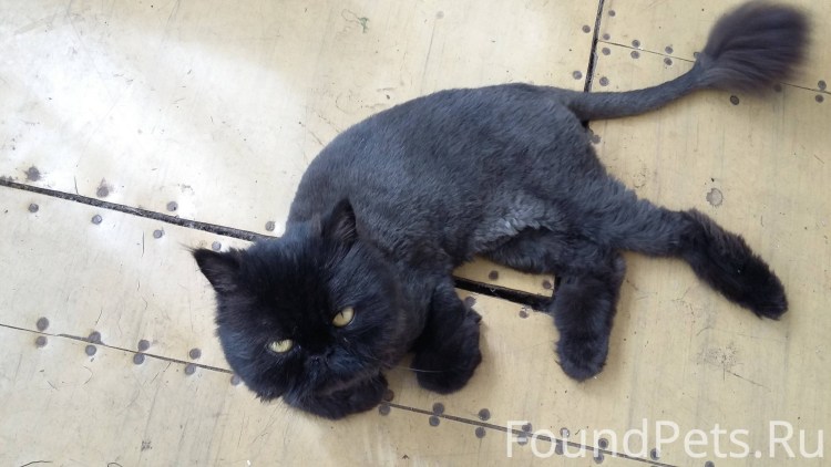 Необычные стрижки котов