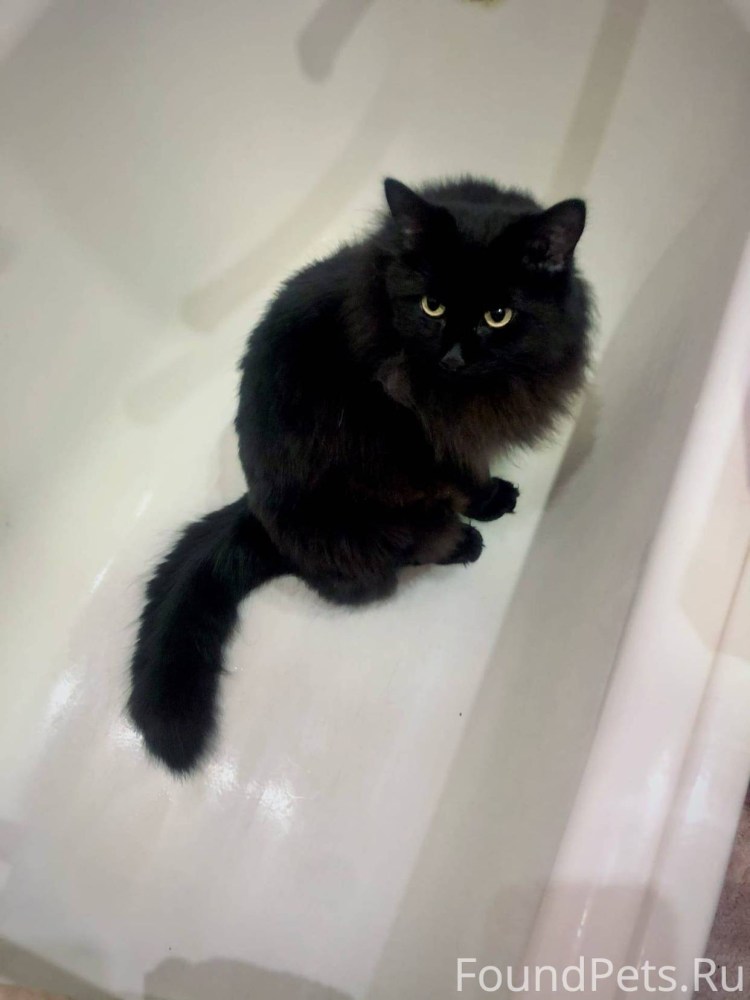 Экзот черный