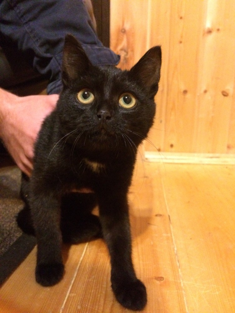 Самые неудачные стрижки котов