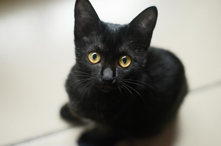 Чёрная кошка порода Бомбейская