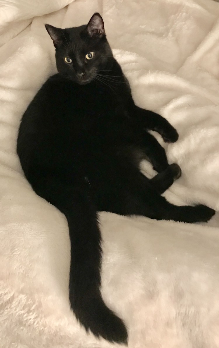 Кот породы пантеретта