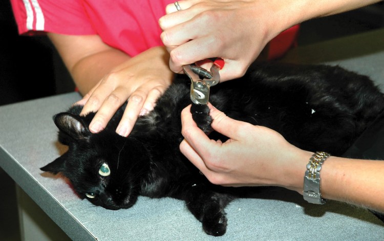 Стрижка черного кота