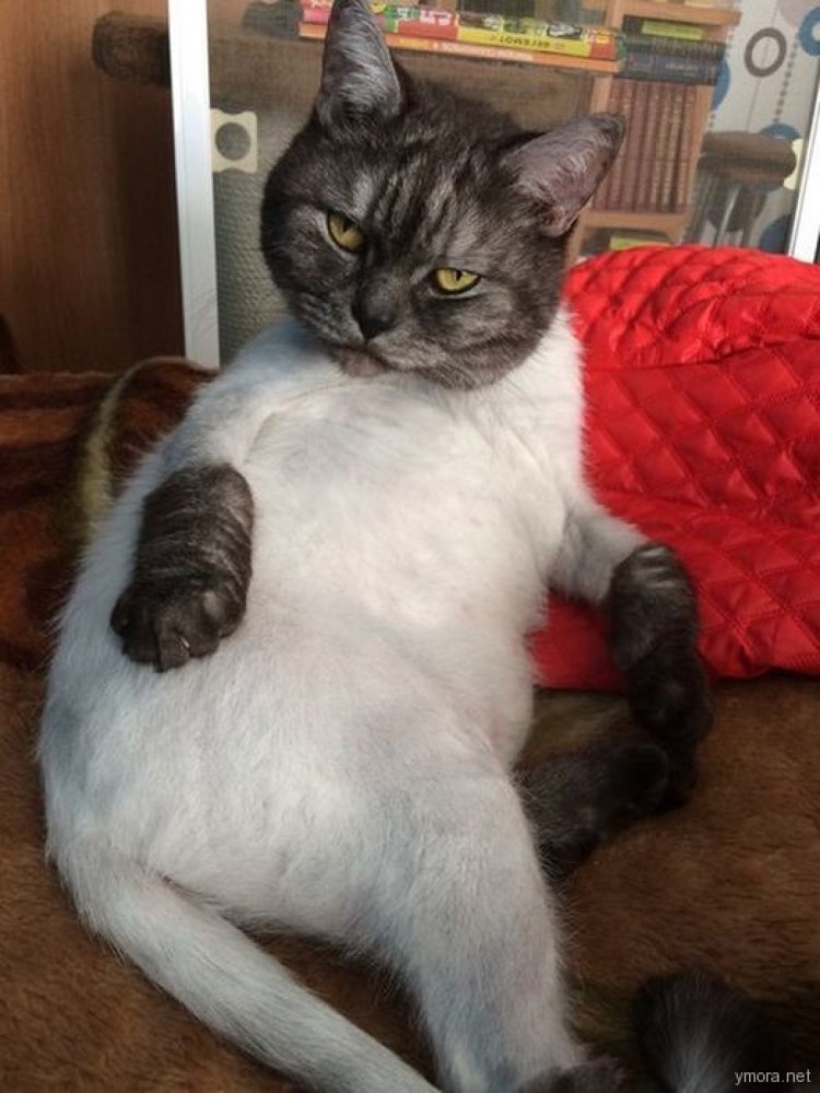 Хайлендер черная кошка