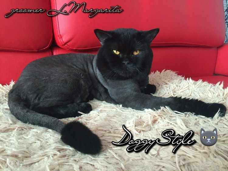 Черная кошка Инстаграм