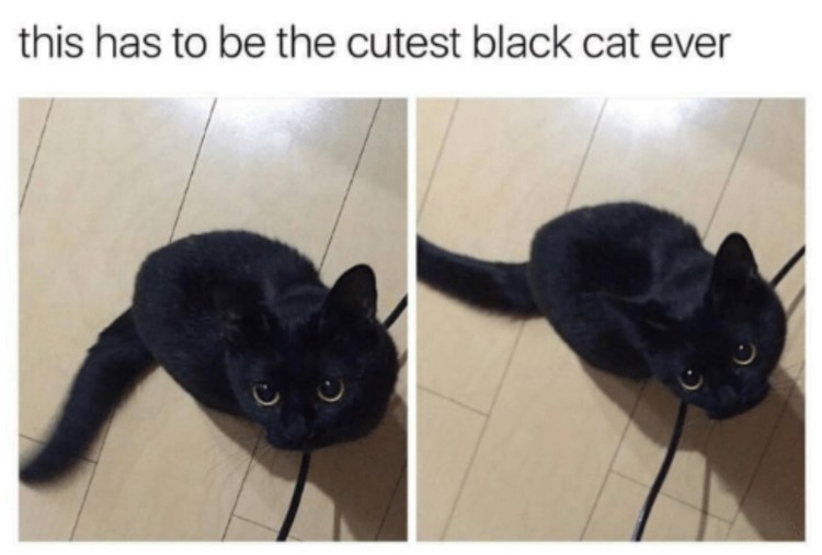 Стрижка длинношерстных кошек