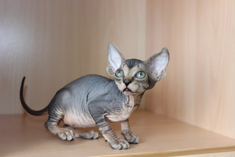 Сфинкс канадский велюровый