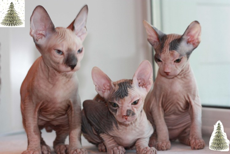 Донской сфинкс велюр