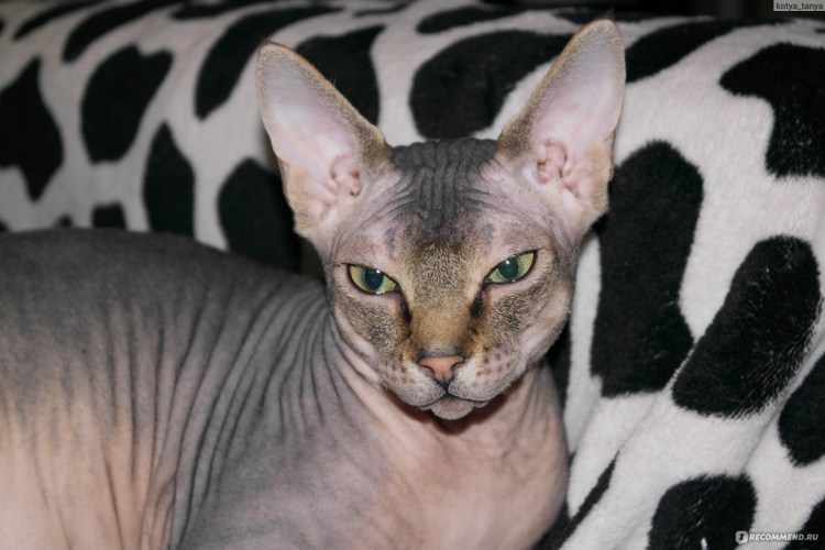 Канадский сфинкс велюр