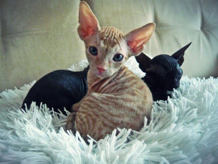 Донской сфинкс велюровый браш