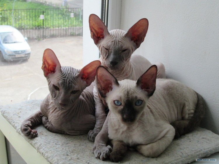 Сфинкс канадский велюровый