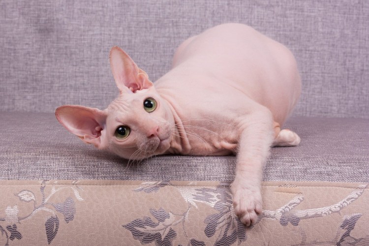 Донской сфинкс велюровый