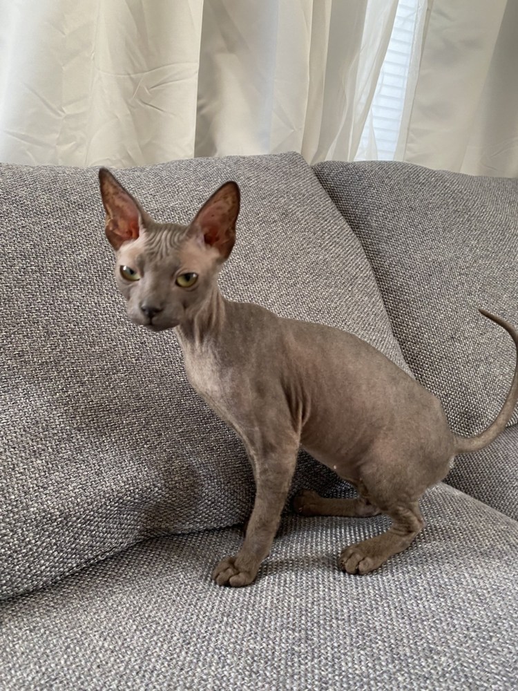 Донской сфинкс велюр