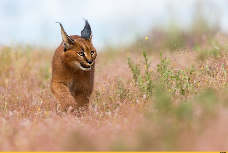 Каракал кошка