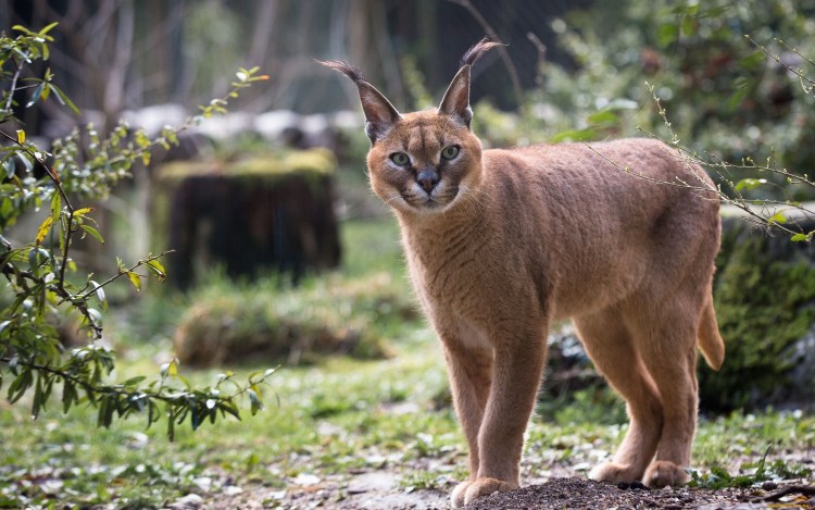 Карликовый каракал