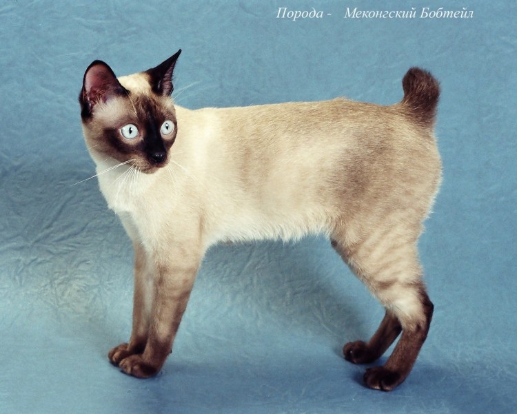 Курильский бобтейл длинношерстный